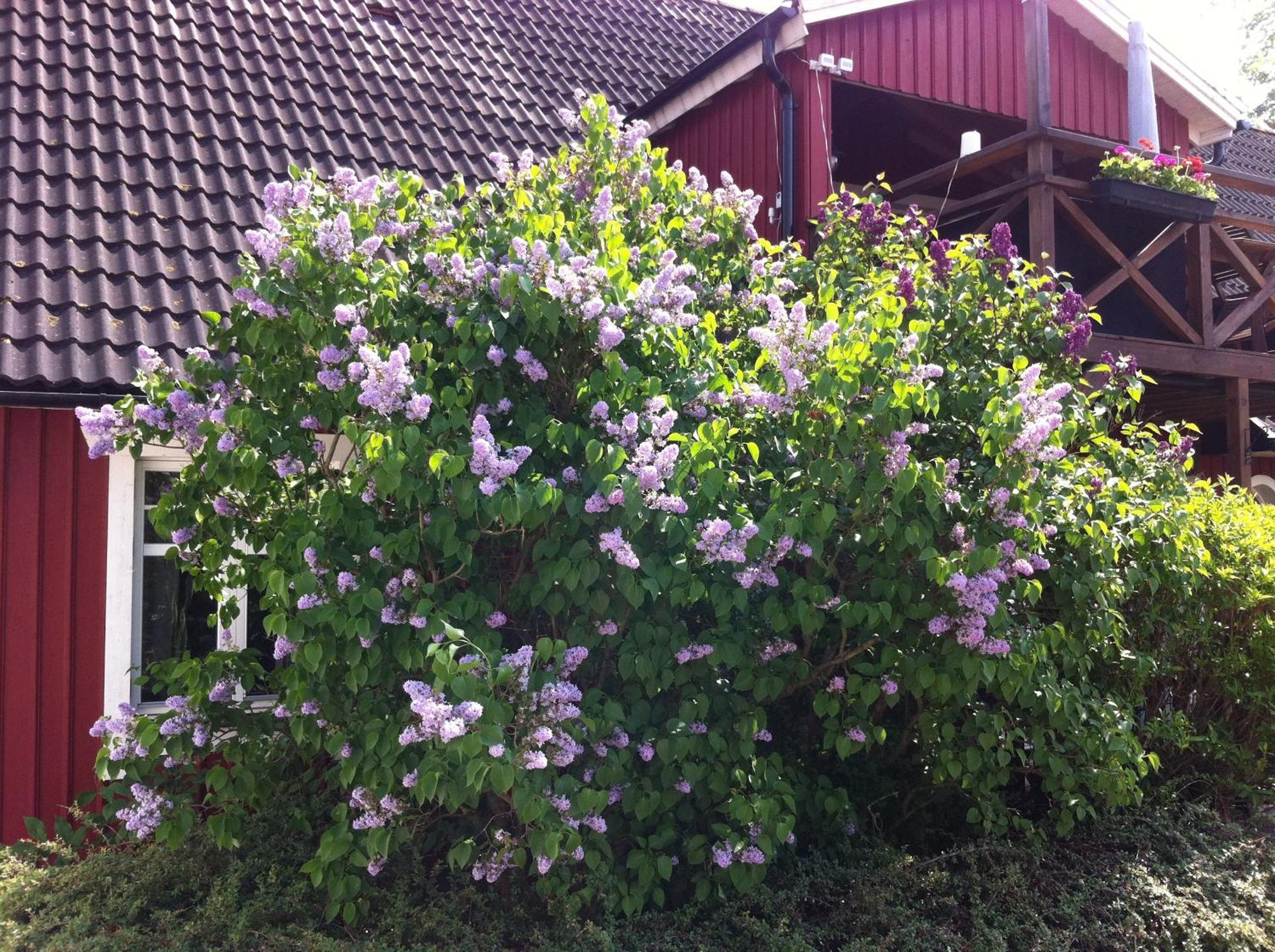 Östra Ljungby Mattisgarden Bed & Breakfast מראה חיצוני תמונה